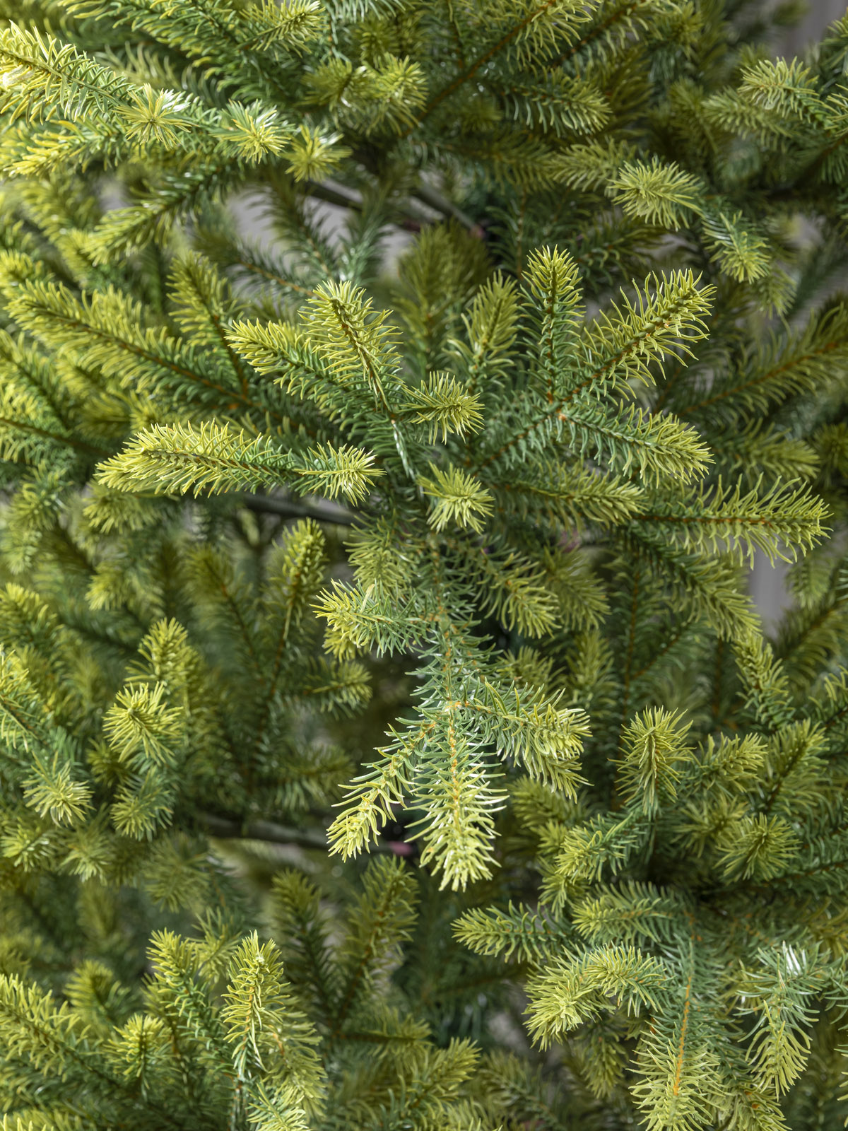 Künstlicher Weihnachtsbaum 240 cm "Norwegen" (mit LED Lichterkette)